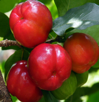 lynfase_blurry_default_light